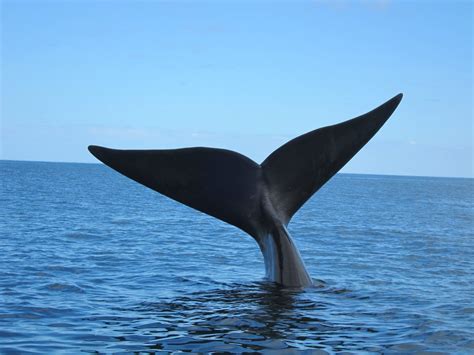 Una ballena 2025 Mo𝚟ie